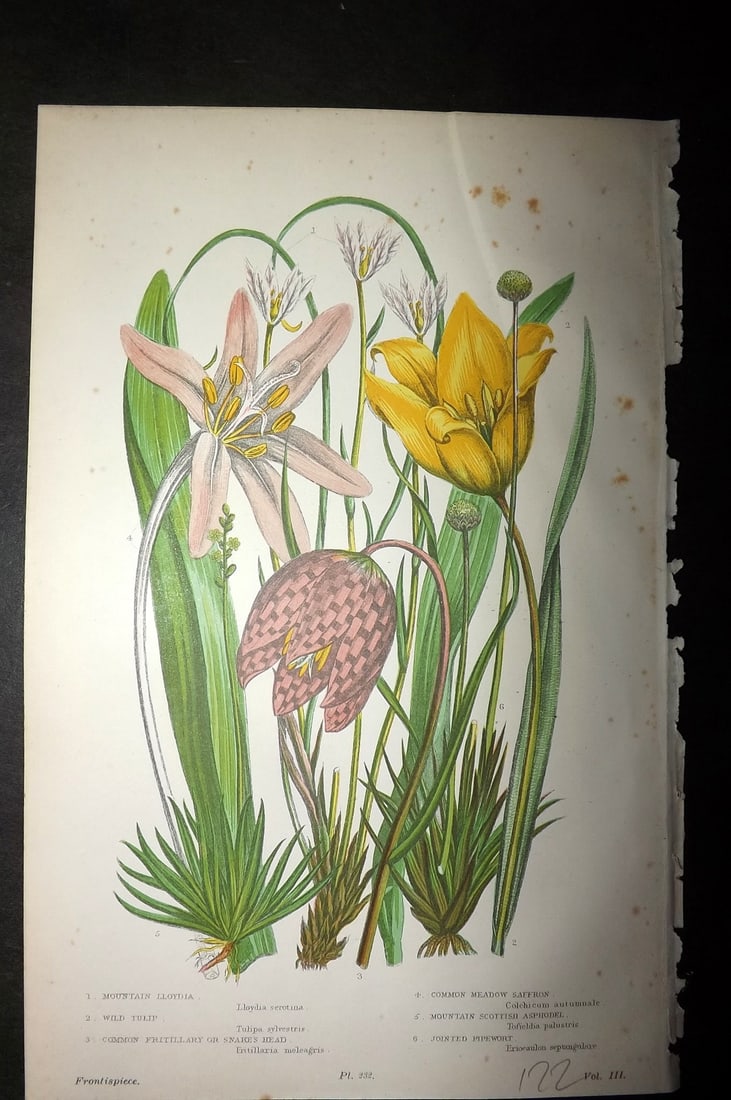 Pratt, Anne 1899 Antique Botanical Print. Tulip, Fritillary, Saffron: Chromolithographs Published 1899-1905, London for "The Flowering Plants and Ferns of Great Britain" by Anne Pratt. Paper Size: 9.5 x 6 inch (24 x 16cm) Minor background toning, otherise Good Condition