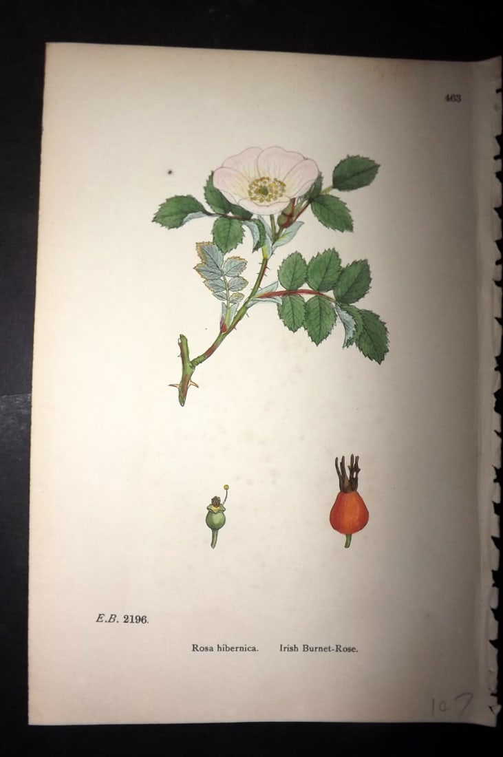 Sowerby, James C1880 Hand Col Botanical Print. Irish Burnet Rose 463: Hand Colored Lithograph Published 1863-86, London for "English Botany" by John & James Sowerby. Paper Size: 10 x 7 inch (25 x 18cm) Tiny background tone spot. Good Condition