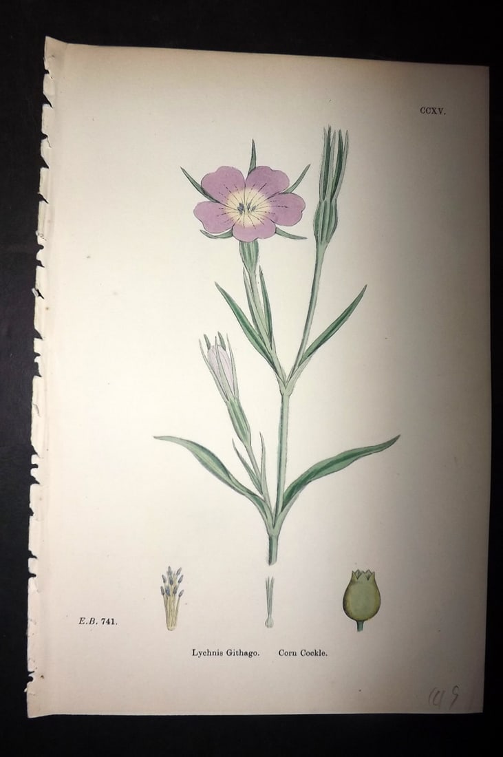Sowerby, James C1880 Hand Col Botanical Print. Corn Cockle 215: Hand Colored Lithograph Published 1863-86, London for "English Botany" by John & James Sowerby. Paper Size: 10 x 7 inch (25 x 18cm) Good Condition