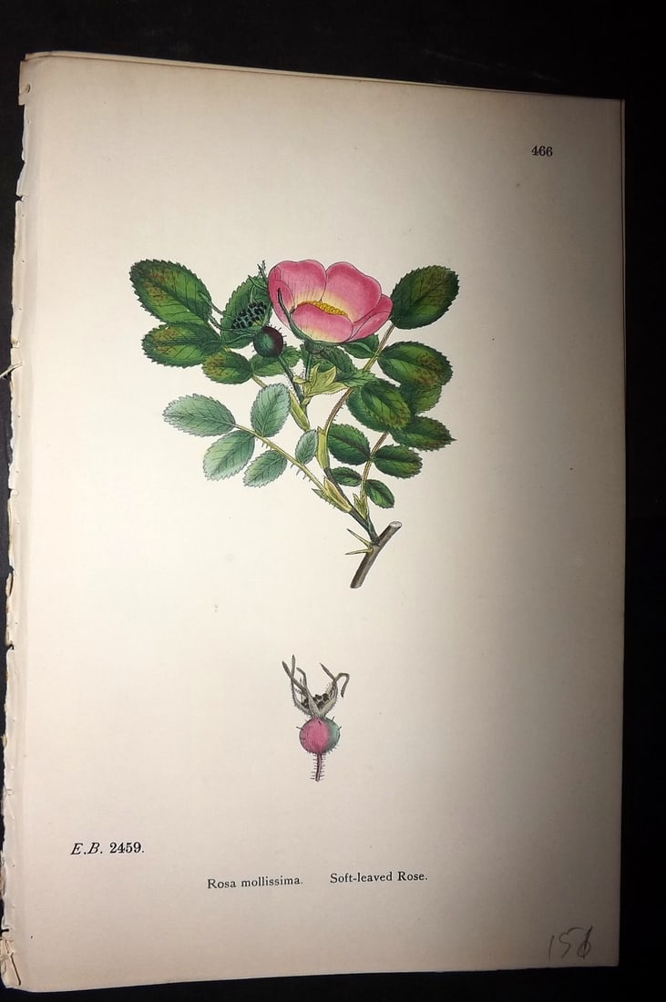 Sowerby, James C1880 Hand Col Botanical Print. Soft Leaved Rose 466: Hand Colored Lithograph Published 1863-86, London for "English Botany" by John & James Sowerby. Paper Size: 10 x 7 inch (25 x 18cm) Good Condition
