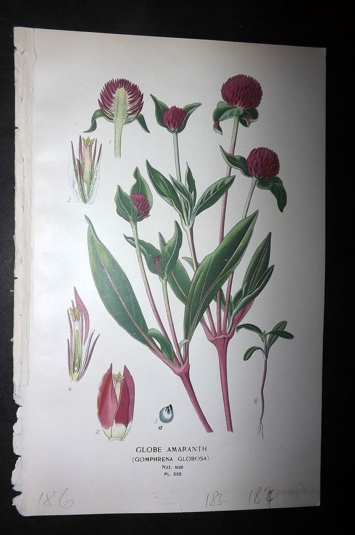 Step, Edward 1897 Botanical Print. Phalaenopsis Schilleriana Orchid: Chromolithographs Published 1896-97 by Frederick Warne & Co., London for "Favourite Flowers of Garden and Greenhouse" by Edward Step and William Watson. Paper Size: 9.5 x 6 inch (24 x 15cm) Good Condi