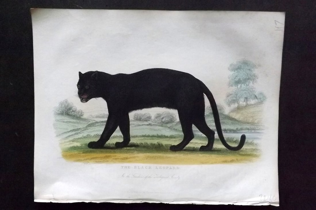 Buffon, Smellie & Huish 1862 Hand Col Print. Black Leopard: Hand Colored Etching/Engraving Published 1862 by Thomas Kelly, London for "A Natural History, General and Particular..." by The Comte de Buffon and William Smellie. A New and Enlarged Edition, also co