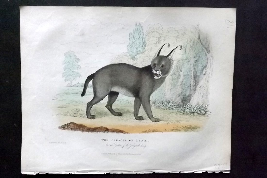 Buffon, Smellie & Huish 1862 Hand Col Print. Caracal or Lynx: Hand Colored Etching/Engraving Published 1862 by Thomas Kelly, London for "A Natural History, General and Particular..." by The Comte de Buffon and William Smellie. A New and Enlarged Edition, also co