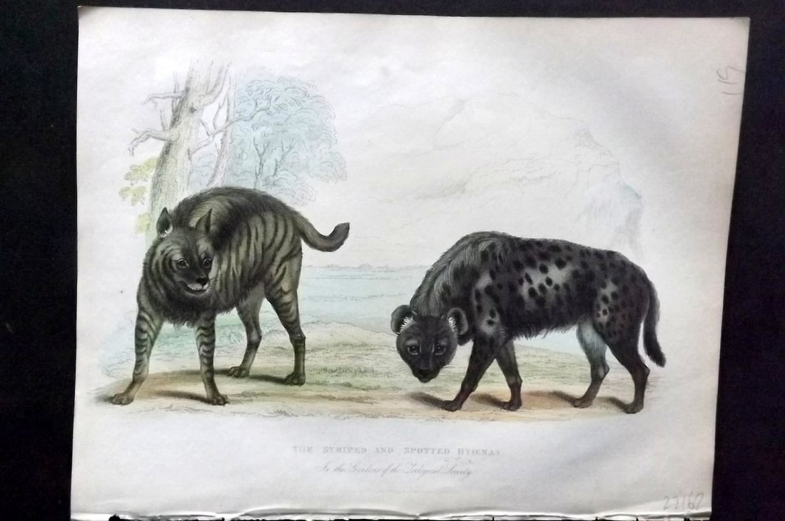 Buffon, Smellie & Huish 1862 Hand Col Print. Striped or Spotted Hyenas: Hand Colored Etching/Engraving Published 1862 by Thomas Kelly, London for "A Natural History, General and Particular..." by The Comte de Buffon and William Smellie. A New and Enlarged Edition, also co