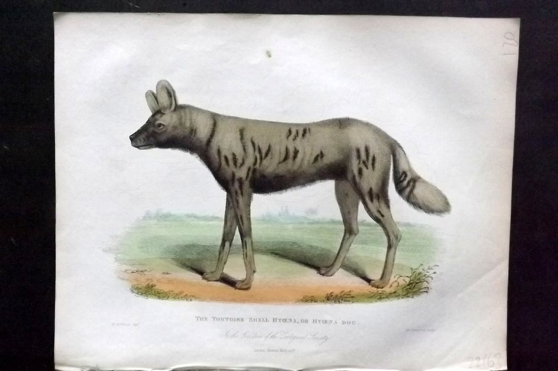 Buffon, Smellie & Huish 1862 Hand Col Print. Tortoise Shell Hyena or Hyena Dog: Hand Colored Etching/Engraving Published 1862 by Thomas Kelly, London for "A Natural History, General and Particular..." by The Comte de Buffon and William Smellie. A New and Enlarged Edition, also co