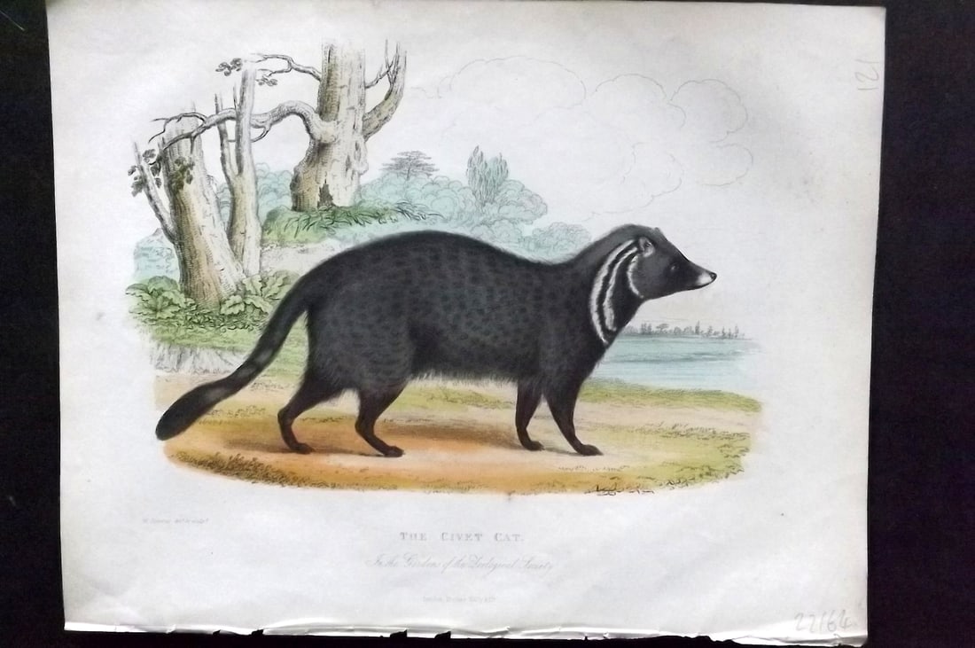Buffon, Smellie & Huish 1862 Hand Col Print. Civet Cat: Hand Colored Etching/Engraving Published 1862 by Thomas Kelly, London for "A Natural History, General and Particular..." by The Comte de Buffon and William Smellie. A New and Enlarged Edition, also co