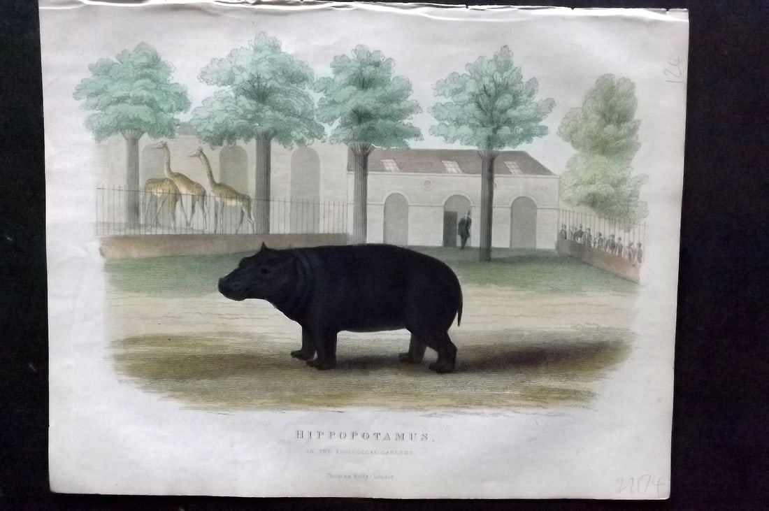Buffon, Smellie & Huish 1862 Hand Col Print. Hippopotamus: Hand Colored Etching/Engraving Published 1862 by Thomas Kelly, London for "A Natural History, General and Particular..." by The Comte de Buffon and William Smellie. A New and Enlarged Edition, also co