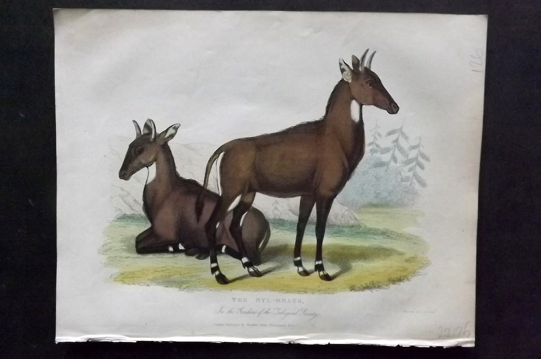 Buffon, Smellie & Huish 1862 Hand Col Print. Nyl-Ghaus: Hand Colored Etching/Engraving Published 1862 by Thomas Kelly, London for "A Natural History, General and Particular..." by The Comte de Buffon and William Smellie. A New and Enlarged Edition, also co