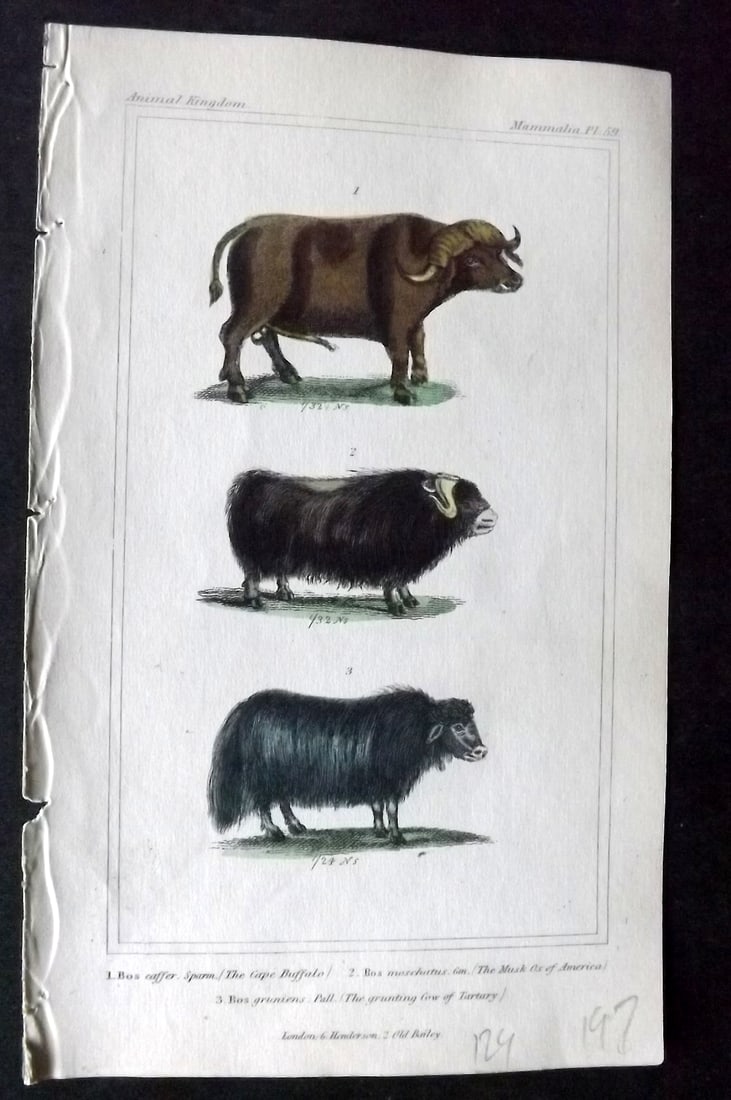 Cuvier, Baron 1837 Hand Col Print. Cape Buffalo, Musk Ox of America, Grunting Cow of Tartary 59: Hand Colored Etchings/Engraving Published 1834-37, London for "The Animal Kingdom" by the Baron Georges Cuvier. Paper Size: 8 x 5 inch (21 x 13cm) Good Condition