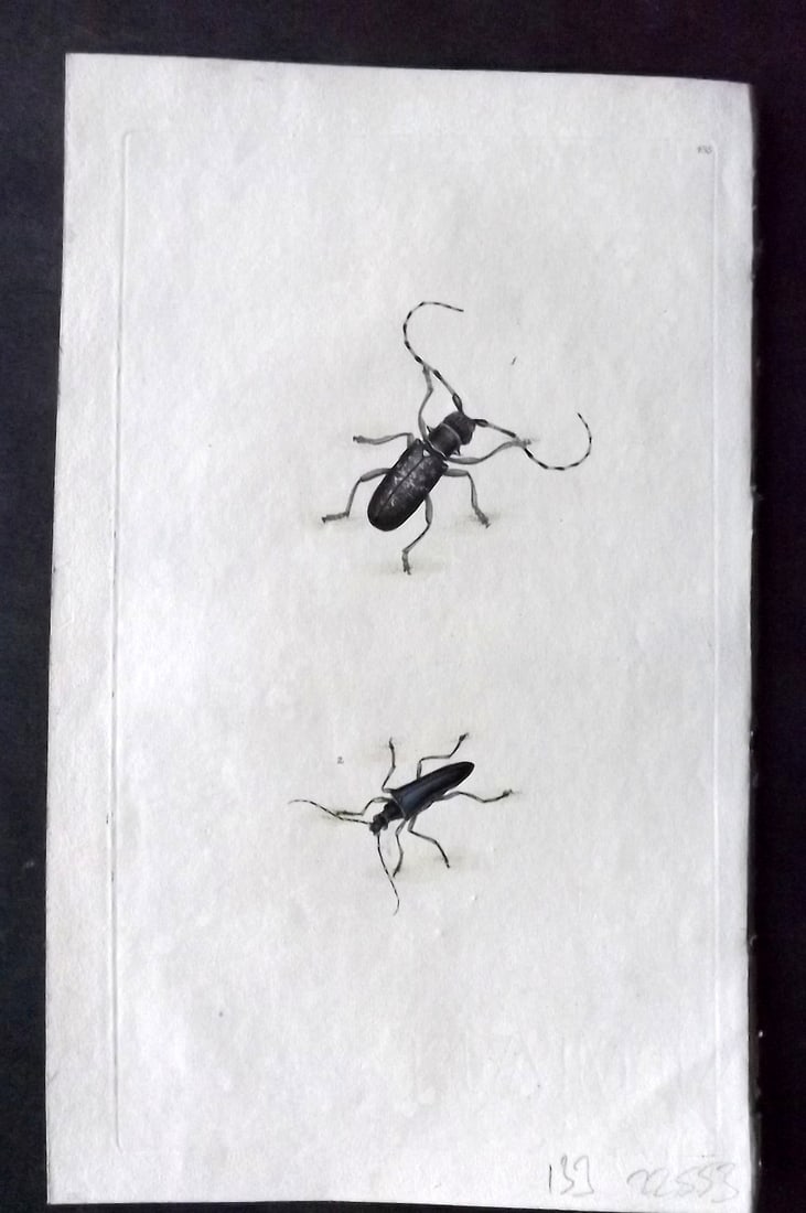 Donovan British Insects 1808 Hand Col Print. Cerambyx Sutor 435: Hand Colored Etching Published 1796-1813, London for "The Natural History of British Insects" by Edward Donovan. With accompanying descriptive text. On good quality Whatman Wove Paper. Paper Size: 9.5