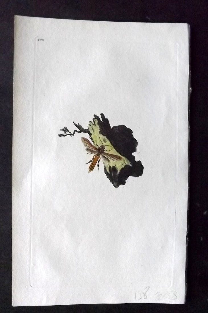 Donovan British Insects 1808 Hand Col Print. Bimaculated Saw-Fly 440: Hand Colored Etching Published 1796-1813, London for "The Natural History of British Insects" by Edward Donovan. With accompanying descriptive text. On good quality Whatman Wove Paper. Paper Size: 9.5