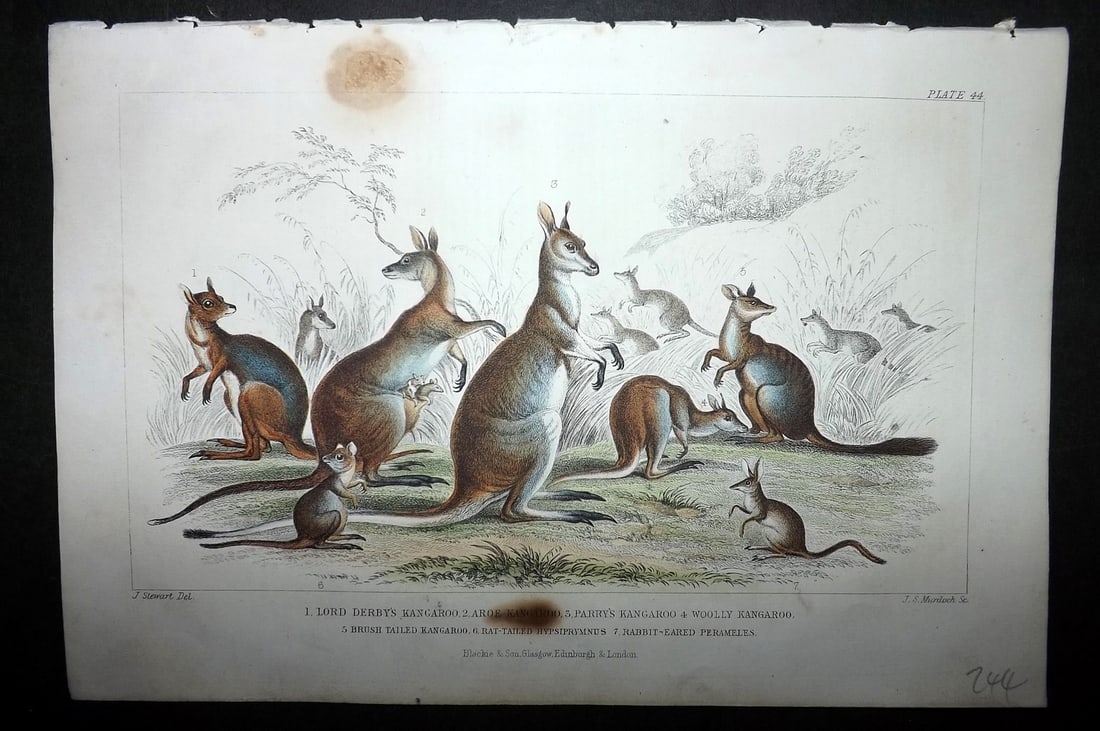 Goldsmith, Oliver 1864 HCol Print. Kangaroos, Australia 44: Hand Colored Steel Engraving Published 1864 by Blackie & Son, London for "A History of the Earth and Animated Nature" by Oliver Goldsmith. Paper Size: 9.5 x 6 inch (24 x 16cm) Heavy margin tone marks,