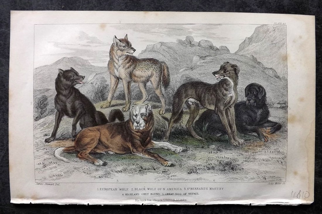 Goldsmith, Oliver 1855 Hand Col Print. European, Black Wolf of North America, St. Berrnard's Dog 40: Antique Steel Engraving Published 1854-55 by Blackie & Son, London for "A History of the Earth and Animated Nature" by Oliver Goldsmith. Fine hand colour as issued.Minor margin toning and tiny tone sp