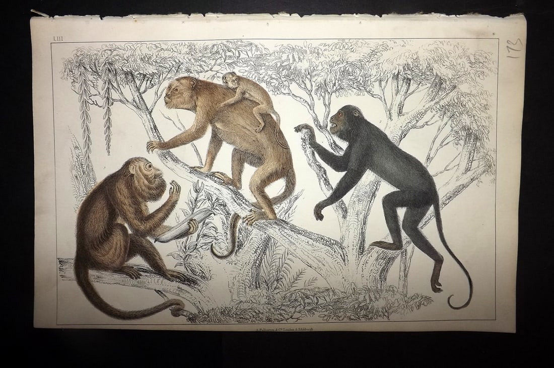 Goldsmith, Oliver 1855 Hand Col Print. Black Howler, Ursine Howler Monkeys 53: Hand Colored Steel Engraving Published 1854-55 by Blackie & Son, London for "A History of the Earth and Animated Nature"by Oliver Goldsmith. Paper Size: 9.5 x 6 inch (24 x 16cm) Good Condition