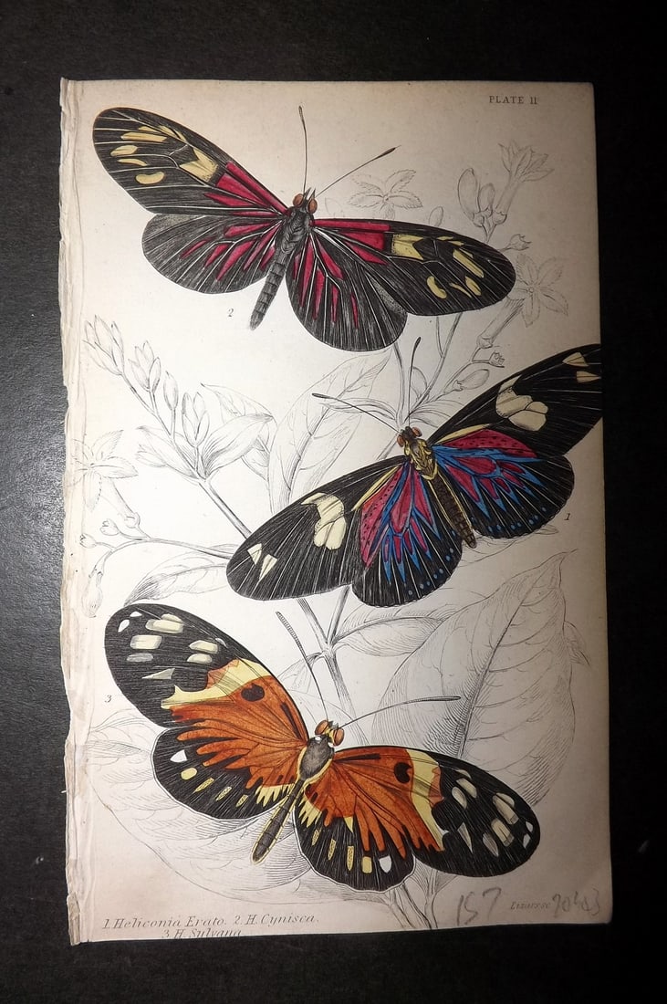 Jardine 1837 Hand Col Butterfly Print. Heliconia 11: Hand Colored Steel Engraving/Etching Published 1833-43 by W.H.Lizars, Edinburgh for "The Naturalist's Library"by Sir William Jardine. Paper Size: 6.5 x 4.25 inch (17 x 11cm) Good Condition