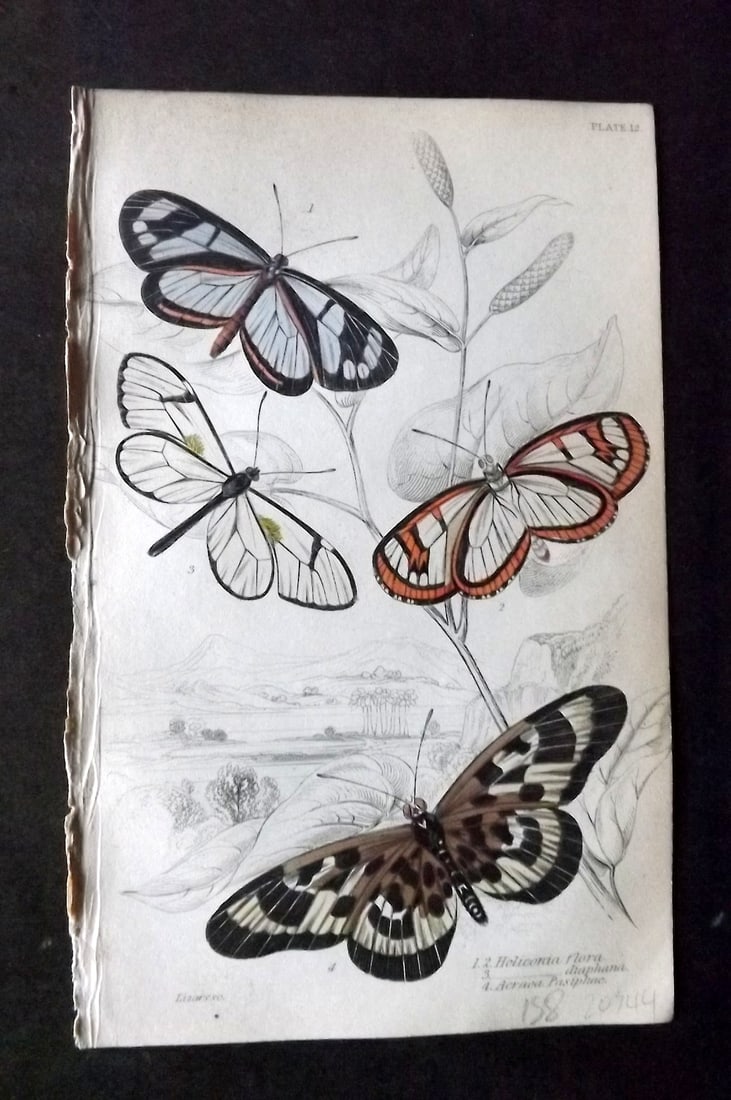 Jardine 1837 Hand Col Butterfly Print. Heliconia, Acracea 12: Hand Colored Steel Engraving/Etching Published 1833-43 by W.H.Lizars, Edinburgh for "The Naturalist's Library"by Sir William Jardine. Paper Size: 6.5 x 4.25 inch (17 x 11cm) Good Condition