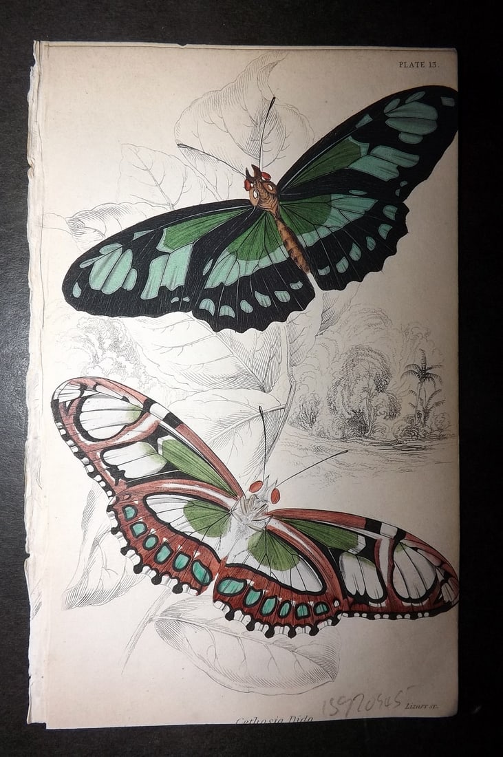 Jardine 1837 Hand Col Butterfly Print. Cethosia Dido 13: Hand Colored Steel Engraving/Etching Published 1833-43 by W.H.Lizars, Edinburgh for "The Naturalist's Library"by Sir William Jardine. Paper Size: 6.5 x 4.25 inch (17 x 11cm) Good Condition