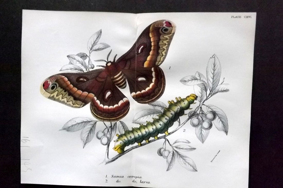 Lloyds 1896 Double Moth Print. Samia Cecropia, North America: Chromolithograph Published 1894-97, London for "Lloyds's Natural History" Edited by R. Bowdler Sharpe, W. F. Kirby, H. O. Forbes, R. Lydekker, and W. R. Olive-Grant. Illustrated after Keulemans, Gould