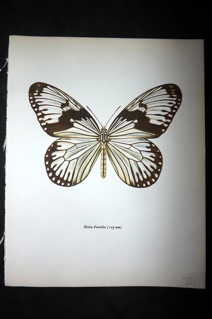 Prochazka, Frantisek 1963 Vintage Butterfly Print. Hestia d'Urvillei: Vintage Offset Lithograph Published 1963, London for "British Butterflies" by J. Moucha. Illustrated by Frantisek Prochazka. Descriptive text to verso, but this relates to the adjacent plate. On nice 