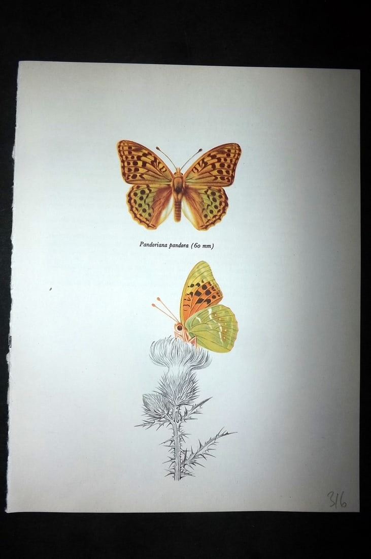 Prochazka, Frantisek 1963 Vintage Butterfly Print. Pandoriana Pandora: Vintage Offset Lithograph Published 1963, London for "British Butterflies" by J. Moucha. Illustrated by Frantisek Prochazka. Descriptive text to verso, but this relates to the adjacent plate. On nice 