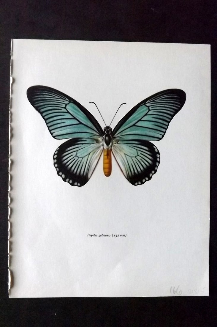 Prochazka 1963 Vintage Butterfly Print. Papilio Zalmoxis: Vintage Offset Lithograph Published 1963, London for "Beautiful Butterflies" by J. Moucha. Illustrated by Frantisek Prochazka. Descriptive text to verso, but this relates to the adjacent plate. On nic