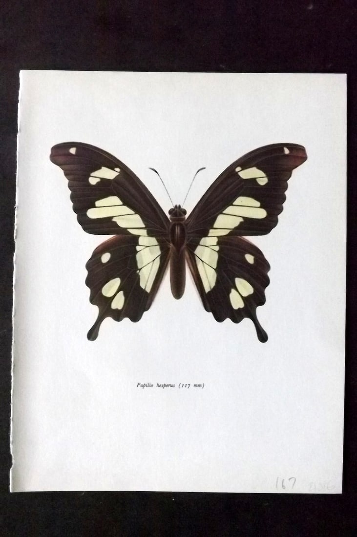 Prochazka 1963 Vintage Butterfly Print. Papilio Hesperus: Vintage Offset Lithograph Published 1963, London for "Beautiful Butterflies" by J. Moucha. Illustrated by Frantisek Prochazka. Descriptive text to verso, but this relates to the adjacent plate. On nic