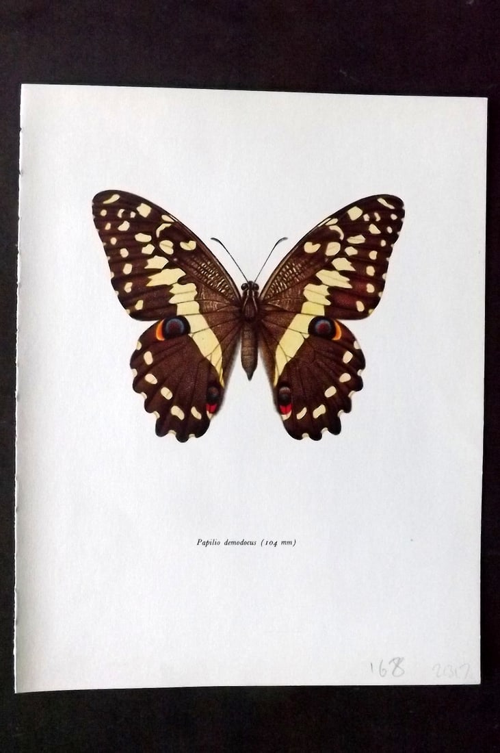 Prochazka 1963 Vintage Butterfly Print. Papilio Demodocus: Vintage Offset Lithograph Published 1963, London for "Beautiful Butterflies" by J. Moucha. Illustrated by Frantisek Prochazka. Descriptive text to verso, but this relates to the adjacent plate. On nic