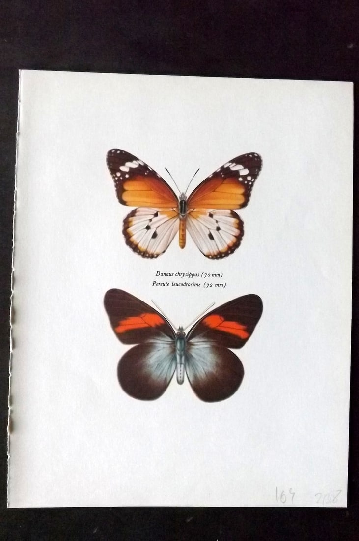 Prochazka 1963 Vintage Butterfly Print. Danus Chrysippus, Pereute Leucodrosime (1 of 1)
