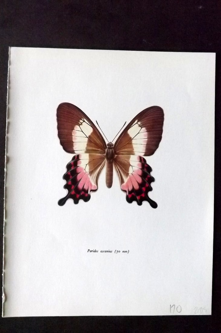 Prochazka 1963 Vintage Butterfly Print. Parides Ascanius: Vintage Offset Lithograph Published 1963, London for "Beautiful Butterflies" by J. Moucha. Illustrated by Frantisek Prochazka. Descriptive text to verso, but this relates to the adjacent plate. On nic