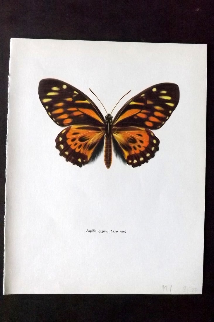 Prochazka 1963 Vintage Butterfly Print. Papilio Zagreus: Vintage Offset Lithograph Published 1963, London for "Beautiful Butterflies" by J. Moucha. Illustrated by Frantisek Prochazka. Descriptive text to verso, but this relates to the adjacent plate. On nic