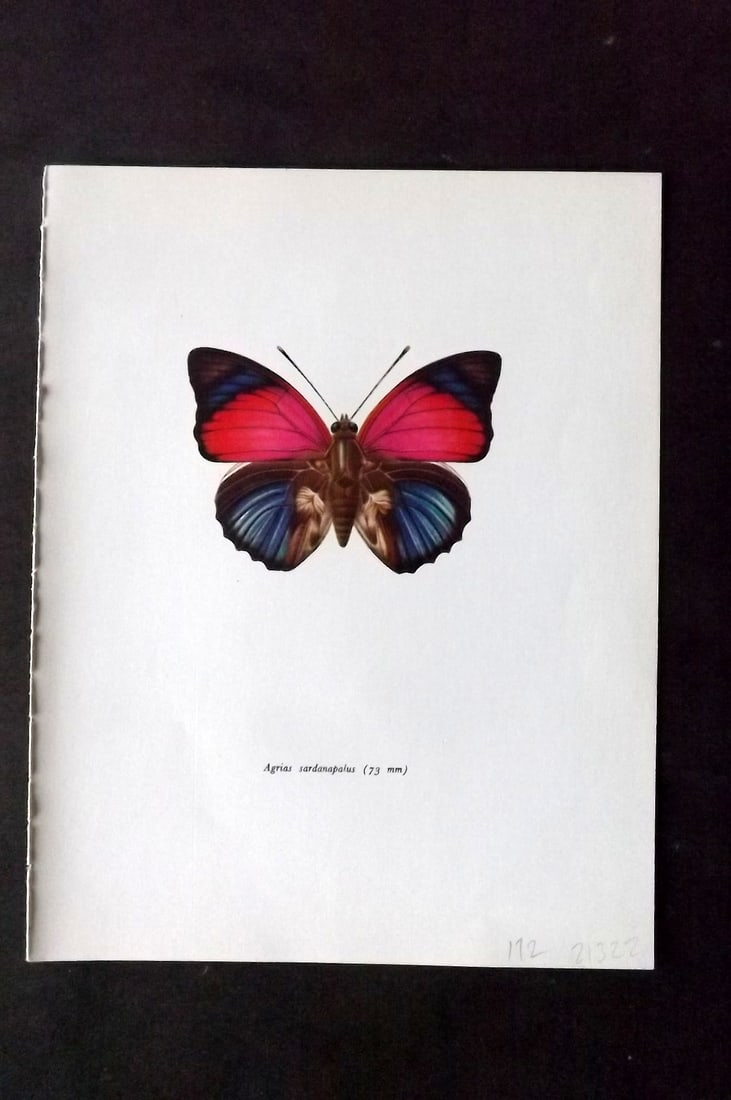 Prochazka 1963 Vintage Butterfly Print. Agrias Sardanapalus: Vintage Offset Lithograph Published 1963, London for "Beautiful Butterflies" by J. Moucha. Illustrated by Frantisek Prochazka. Descriptive text to verso, but this relates to the adjacent plate. On nic