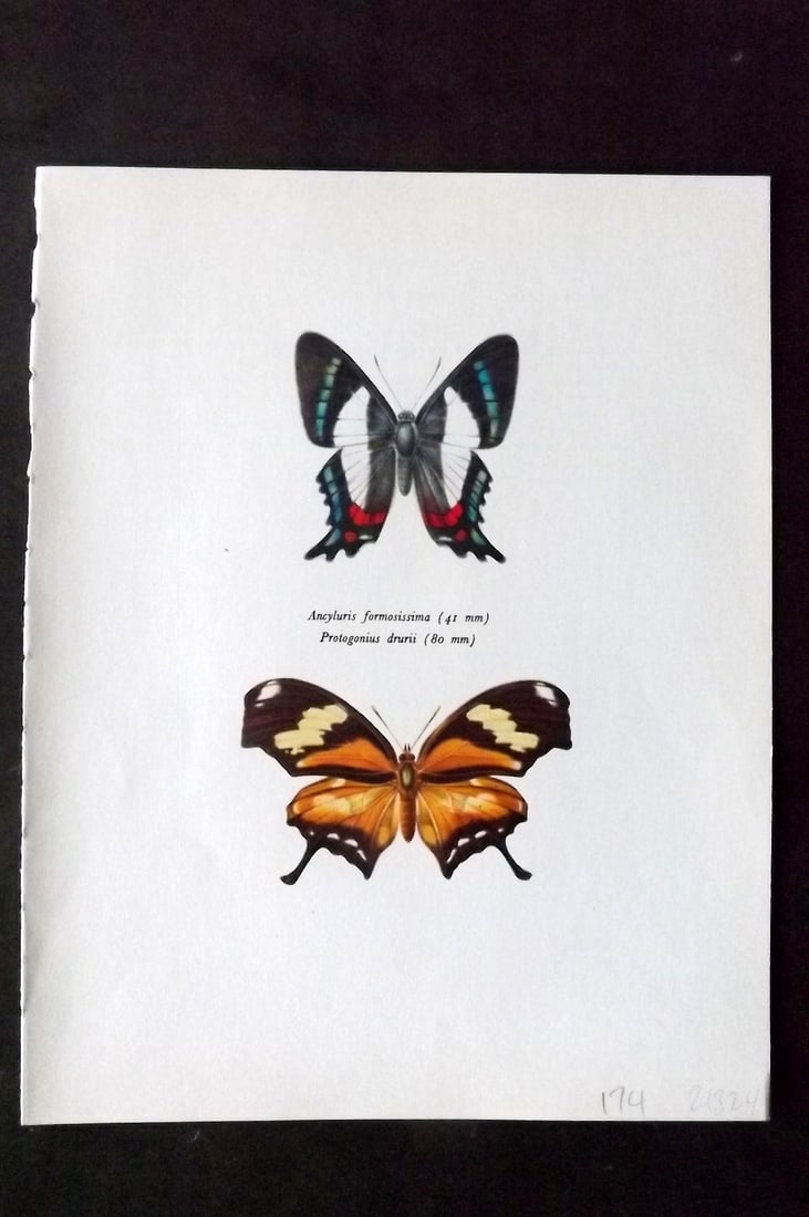 Prochazka 1963 Butterfly Print. Ancyluris Formoissima, Protogonius Drurii: Vintage Offset Lithograph Published 1963, London for "Beautiful Butterflies" by J. Moucha. Illustrated by Frantisek Prochazka. Descriptive text to verso, but this relates to the adjacent plate. On nic