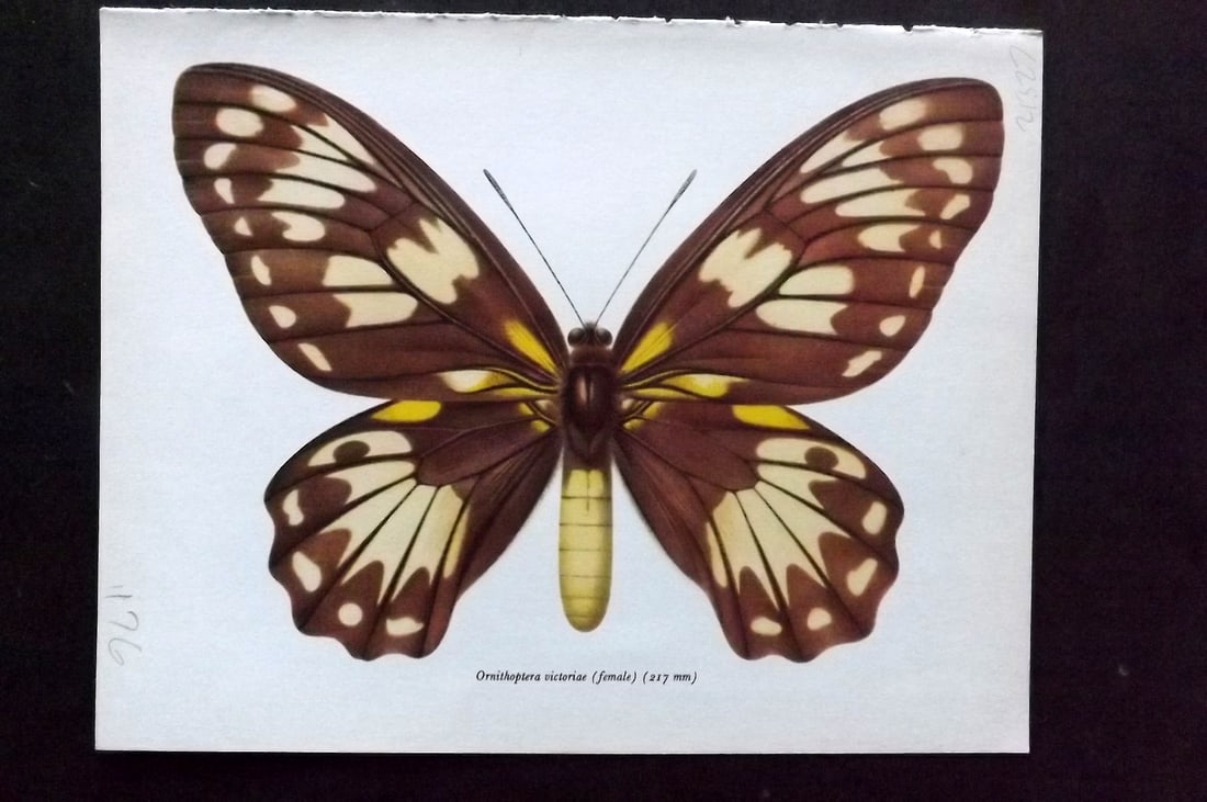 Prochazka 1963 Vintage Butterfly Print. Ornithoptera Victoriae - Female: Vintage Offset Lithograph Published 1963, London for "Beautiful Butterflies" by J. Moucha. Illustrated by Frantisek Prochazka. Descriptive text to verso, but this relates to the adjacent plate. On nic