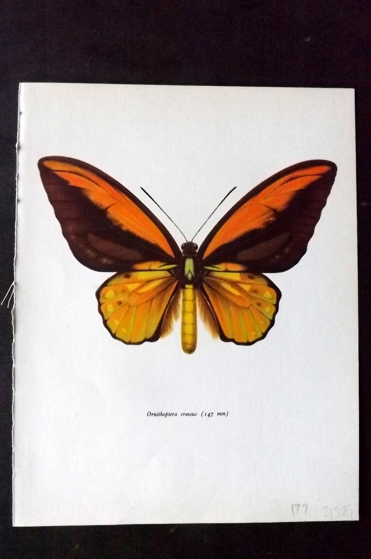 Prochazka 1963 Vintage Butterfly Print. Ornithoptera Croesus: Vintage Offset Lithograph Published 1963, London for "Beautiful Butterflies" by J. Moucha. Illustrated by Frantisek Prochazka. Descriptive text to verso, but this relates to the adjacent plate. On nic