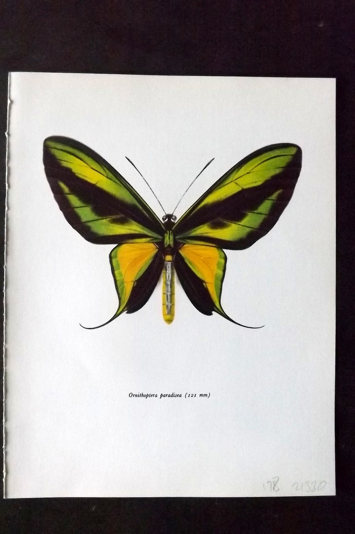 Prochazka 1963 Vintage Butterfly Print. Ornithoptera Paradisea: Vintage Offset Lithograph Published 1963, London for "Beautiful Butterflies" by J. Moucha. Illustrated by Frantisek Prochazka. Descriptive text to verso, but this relates to the adjacent plate. On nic