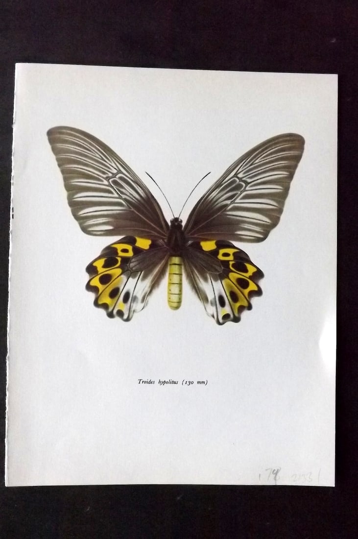 Prochazka 1963 Vintage Butterfly Print. Troides Hypolitus: Vintage Offset Lithograph Published 1963, London for "Beautiful Butterflies" by J. Moucha. Illustrated by Frantisek Prochazka. Descriptive text to verso, but this relates to the adjacent plate. On nic