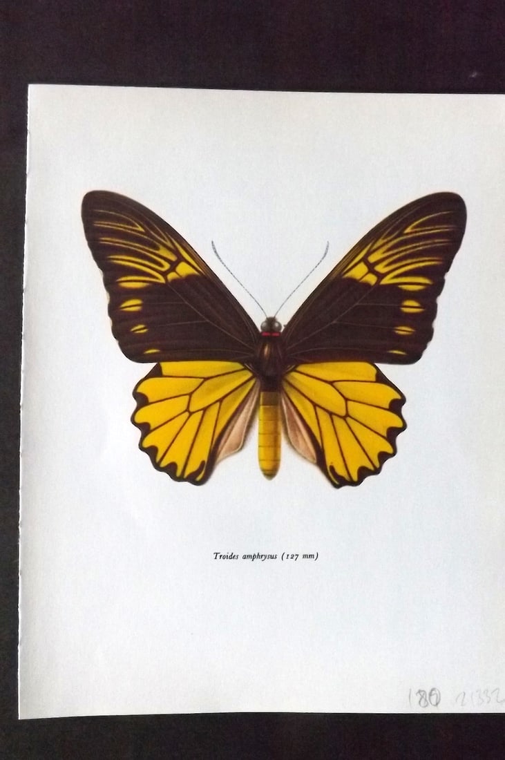 Prochazka 1963 Vintage Butterfly Print. Troides Amphrysus: Vintage Offset Lithograph Published 1963, London for "Beautiful Butterflies" by J. Moucha. Illustrated by Frantisek Prochazka. Descriptive text to verso, but this relates to the adjacent plate. On nic