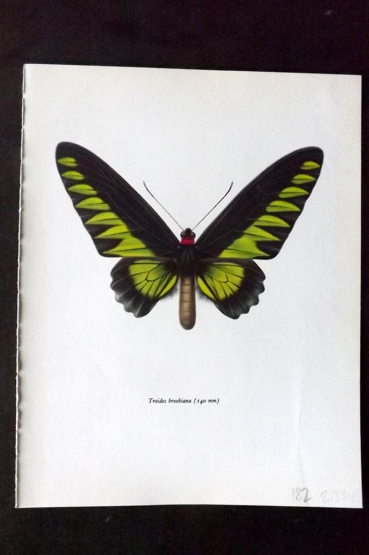Prochazka 1963 Vintage Butterfly Print. Troides Brookiana: Vintage Offset Lithograph Published 1963, London for "Beautiful Butterflies" by J. Moucha. Illustrated by Frantisek Prochazka. Descriptive text to verso, but this relates to the adjacent plate. On nic