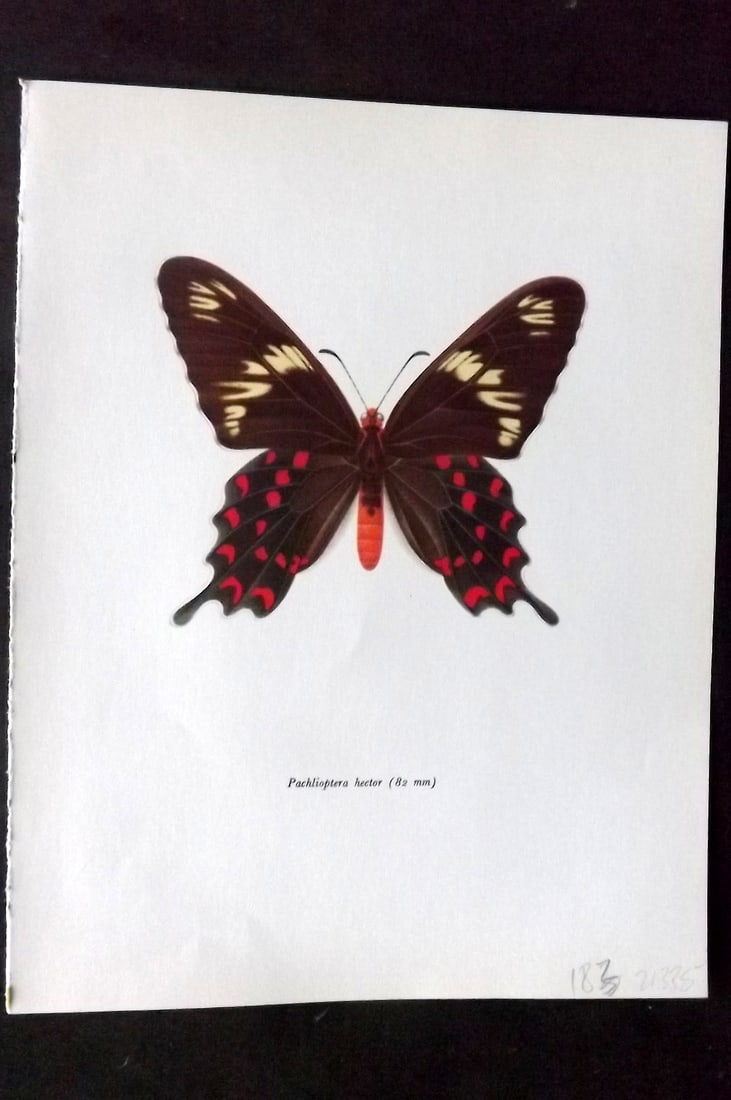 Prochazka 1963 Vintage Butterfly Print. Pachlioptera Hector: Vintage Offset Lithograph Published 1963, London for "Beautiful Butterflies" by J. Moucha. Illustrated by Frantisek Prochazka. Descriptive text to verso, but this relates to the adjacent plate. On nic