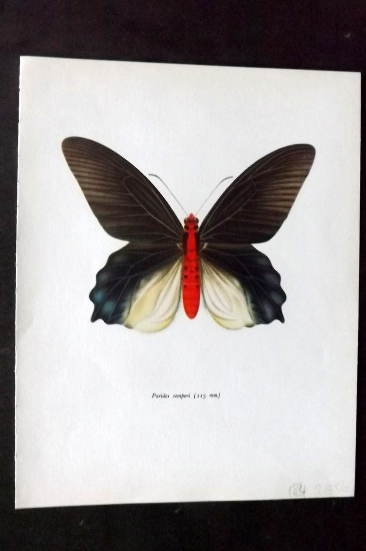 Prochazka 1963 Vintage Butterfly Print. Parides Semperi: Vintage Offset Lithograph Published 1963, London for "Beautiful Butterflies" by J. Moucha. Illustrated by Frantisek Prochazka. Descriptive text to verso, but this relates to the adjacent plate. On nic