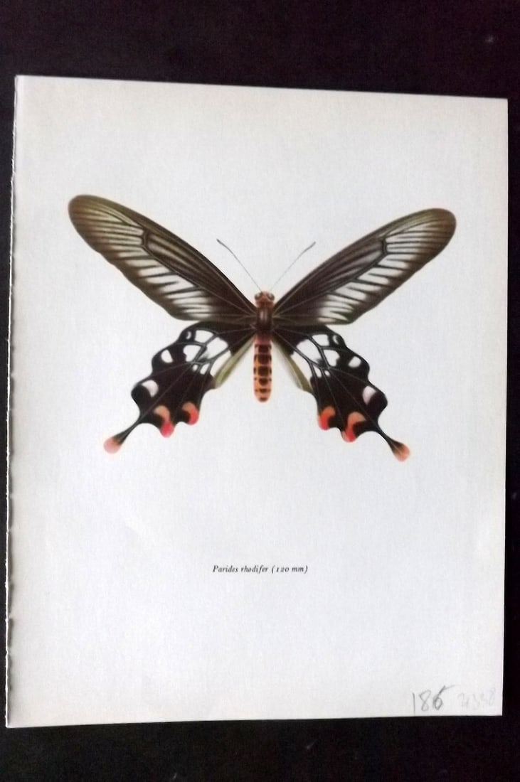 Prochazka 1963 Vintage Butterfly Print. Parides Rhodifer: Vintage Offset Lithograph Published 1963, London for "Beautiful Butterflies" by J. Moucha. Illustrated by Frantisek Prochazka. Descriptive text to verso, but this relates to the adjacent plate. On nic