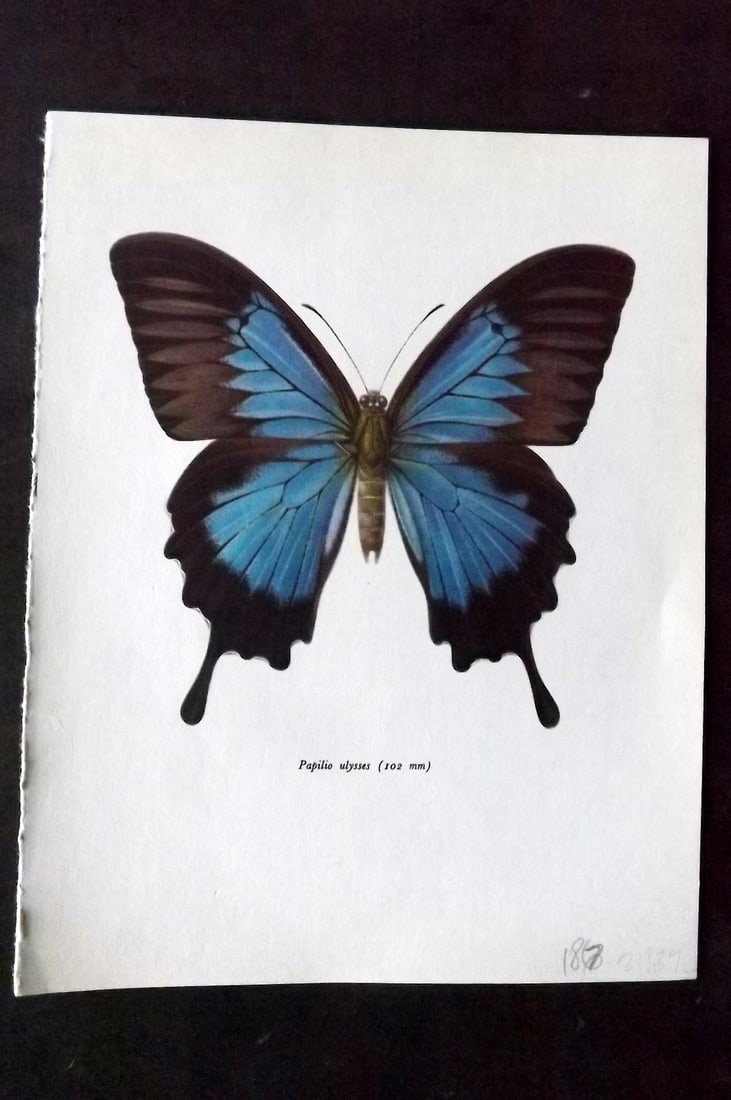 Prochazka 1963 Vintage Butterfly Print. Papilio Ulysses: Vintage Offset Lithograph Published 1963, London for "Beautiful Butterflies" by J. Moucha. Illustrated by Frantisek Prochazka. Descriptive text to verso, but this relates to the adjacent plate. On nic