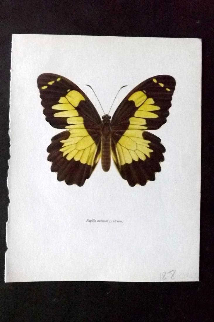 Prochazka 1963 Vintage Butterfly Print. Papilio Euchenor: Vintage Offset Lithograph Published 1963, London for "Beautiful Butterflies" by J. Moucha. Illustrated by Frantisek Prochazka. Descriptive text to verso, but this relates to the adjacent plate. On nic