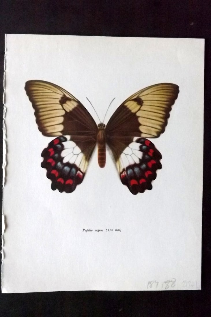 Prochazka 1963 Vintage Butterfly Print. Papilio Aegeus: Vintage Offset Lithograph Published 1963, London for "Beautiful Butterflies" by J. Moucha. Illustrated by Frantisek Prochazka. Descriptive text to verso, but this relates to the adjacent plate. On nic