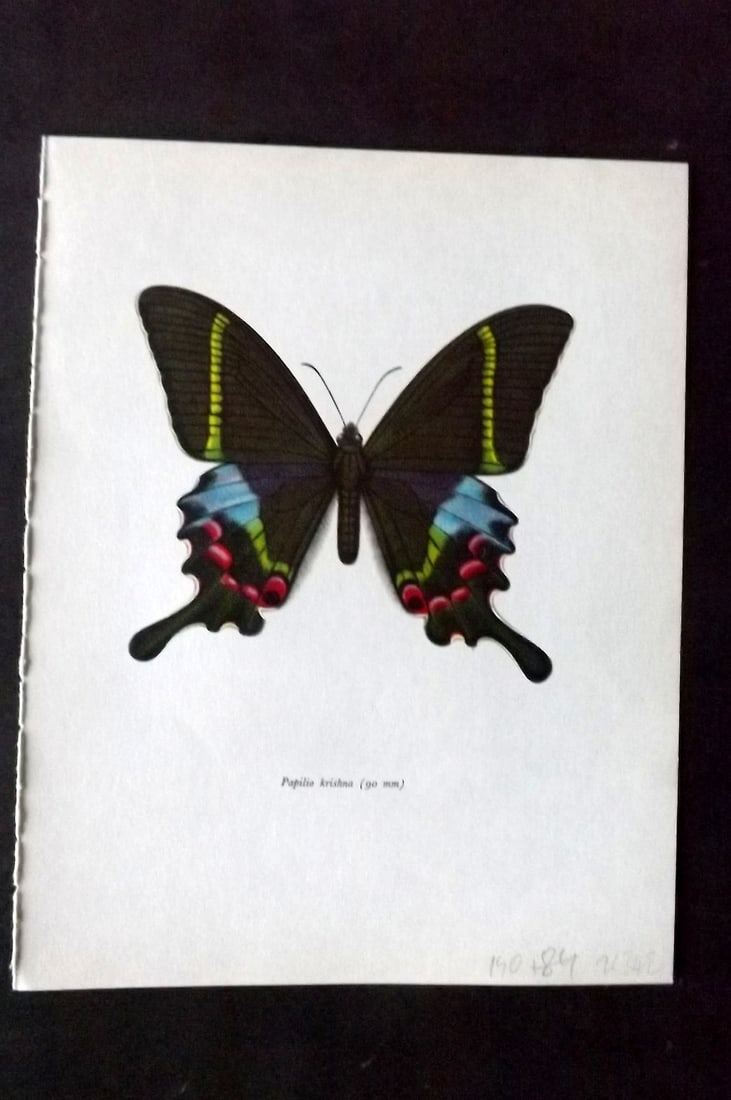 Prochazka 1963 Vintage Butterfly Print. Papilio Krishna: Vintage Offset Lithograph Published 1963, London for "Beautiful Butterflies" by J. Moucha. Illustrated by Frantisek Prochazka. Descriptive text to verso, but this relates to the adjacent plate. On nic