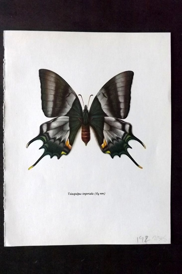 Prochazka 1963 Vintage Butterfly Print. Teinopalpus Imperialis: Vintage Offset Lithograph Published 1963, London for "Beautiful Butterflies" by J. Moucha. Illustrated by Frantisek Prochazka. Descriptive text to verso, but this relates to the adjacent plate. On nic