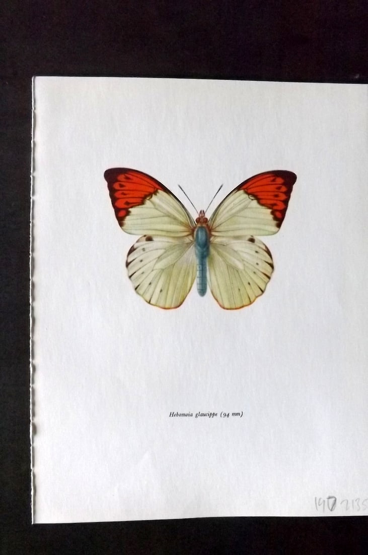 Prochazka 1963 Vintage Butterfly Print. Hebomoia Glaucippe: Vintage Offset Lithograph Published 1963, London for "Beautiful Butterflies" by J. Moucha. Illustrated by Frantisek Prochazka. Descriptive text to verso, but this relates to the adjacent plate. On nic