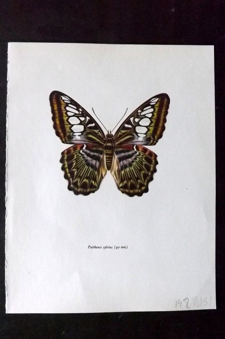 Prochazka 1963 Vintage Butterfly Print. Parthenos Sylvius: Vintage Offset Lithograph Published 1963, London for "Beautiful Butterflies" by J. Moucha. Illustrated by Frantisek Prochazka. Descriptive text to verso, but this relates to the adjacent plate. On nic
