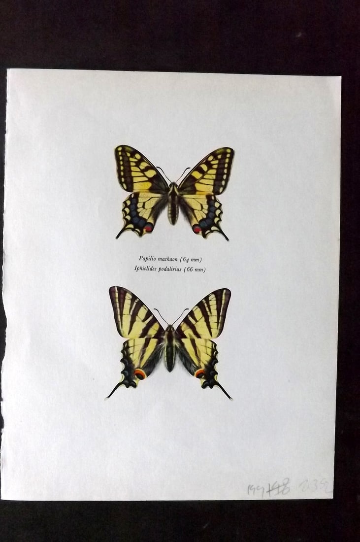 Prochazka 1963 Vintage Butterfly Print. Papilio Machaon. Iphiclides Podalirius: Vintage Offset Lithograph Published 1963, London for "Beautiful Butterflies" by J. Moucha. Illustrated by Frantisek Prochazka. Descriptive text to verso, but this relates to the adjacent plate. On nic