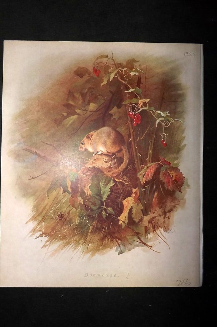 Thorburn, Archibald 1920 Rare Folio Print. Dormouse 25: Folio Chromolithographs Published 1920-21, London for "British Mammals" by Archibald Thorburn. On Heavy Stock Paper. Rare. This Edition Limited to 500 Copies. Paper Size: 12.5 x 10 inch (32 x 25cm) Go